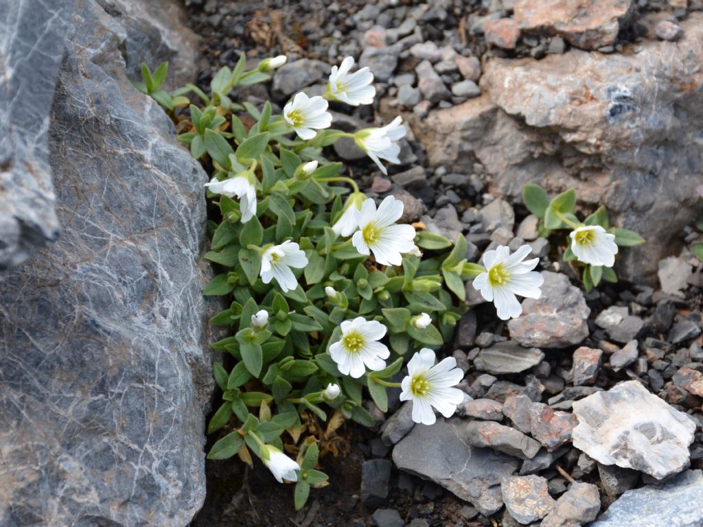 Cerastium uniflorum / Cerastio unifloro